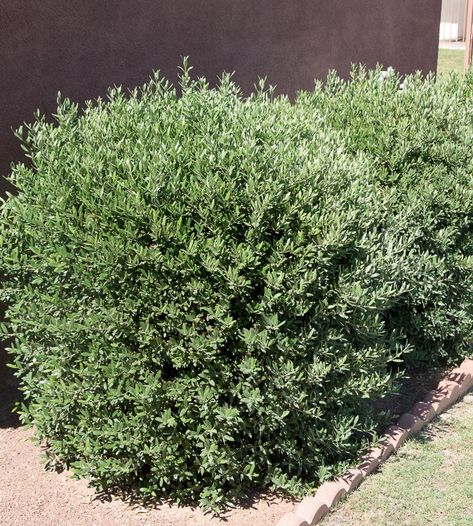 Olea europaea 'Little Ollie' Fruitless Olive Tree, Drought Tolerant Garden, Waterwise Garden, Landscaping Inspiration, Mediterranean Landscaping, Olea Europaea, Smart Garden, Garden Planner, Garden Shrubs