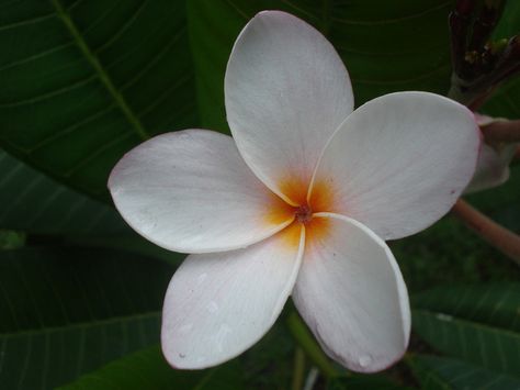 Nicaragua flower by cassidia8, via Flickr Nicaraguan Tattoo, Nicaragua Flower Tattoo, Nicaragua Tattoo, Sacuanjoche Flower Tattoo, Nicaragua Tattoo Ideas, Nicaragua Flag Tattoo, Nicaragua Flower, Flower Plumeria, Nicaragua Art Paintings