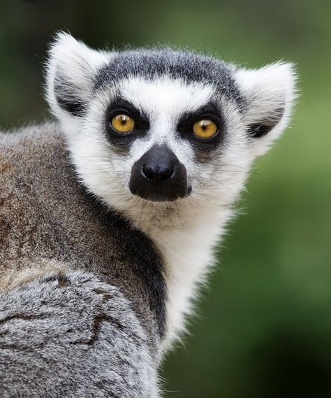 Ring Tailed Lemur, Animals Around The World, Paws And Claws, Animal Reference, Reptiles Pet, Exotic Animals, Animal References, Wild Dogs, Silly Animals