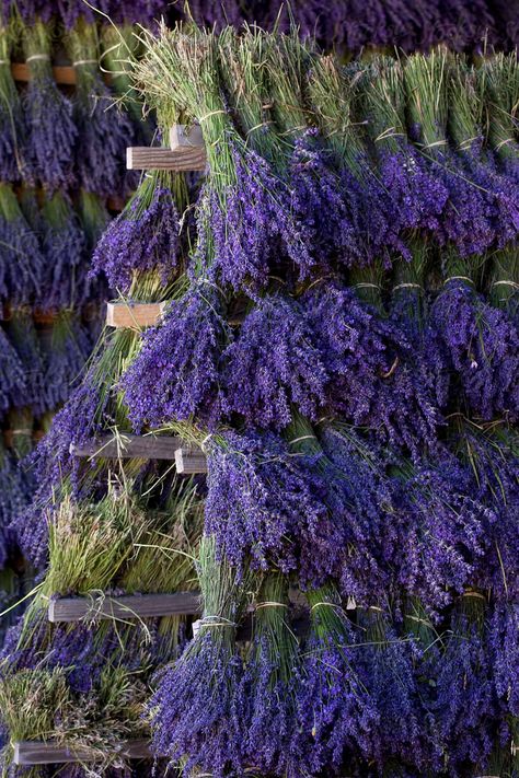 Lavender Crafts, Lavender Cottage, Fresh Lavender, Drying Racks, Lavender Garden, Lavender Farm, Lovely Lavender, French Lavender, Dried Lavender