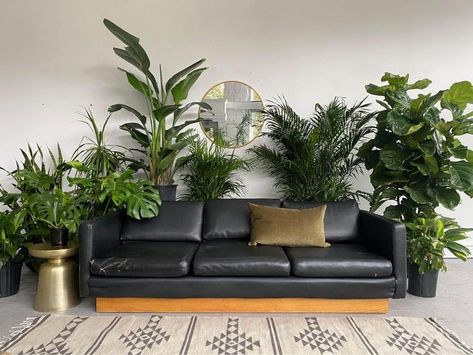 Behind Couch Plants, Plants Behind Sofa, Plants Behind Couch, Decor Over Couch, Wall Behind Sofa, Decor Behind Couch, Wall Behind Couch, Behind Sofa, Long Couch