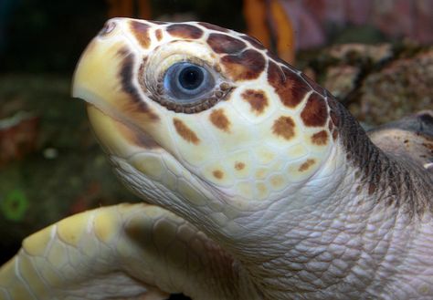 Loggerhead Sea Turtle (Caretta caretta) | Flickr - Photo Sharing! Loggerhead Turtle, Human Population, Loggerhead Sea Turtle, Turtle Images, Commercial Fishing, Ocean Turtle, Life Under The Sea, Habitat Destruction, Nature Museum