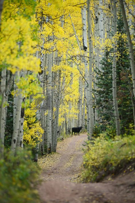 Aspen Tree Illustration, Quaking Aspen Tree, Aspen Trees Photography, Fall Aspen Trees, Fall Aspen Trees Colorado, Aspen Tree, Aspen Trees, Image Illustration, Aspen