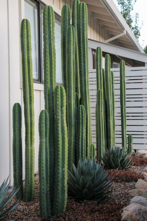 Palm Springs Landscaping, Kaktus Dan Sukulen, Outdoor Makeover, Sunset Magazine, Desert Garden, House Plants Decor, Home Landscaping, Cactus Garden, Front Yard Landscaping Design