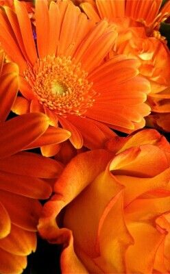 Orange Orange Daisies, Orange Gerbera, Black Pinterest, Fleur Orange, Mother Love, Colorful Roses, Orange You Glad, Orange Aesthetic, Gerbera Daisy