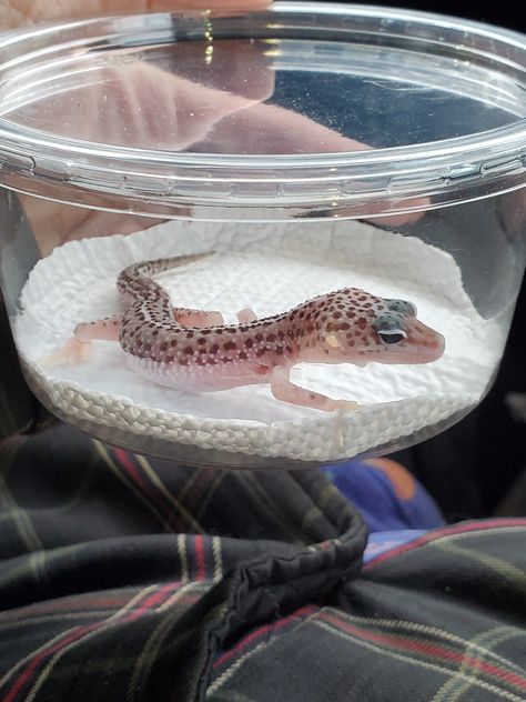 Super Mack Snow Leopard Gecko Snow Leopard Gecko, Mack Snow Leopard Gecko, Leopard Gecko Needs, Fancy Leopard Gecko, Leopard Gecko Smile, Leopard Geckos, Reptile Cage, Guinea Pig Toys, Guinea Pig Care