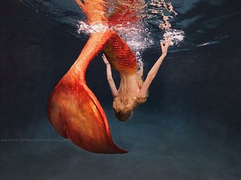 Orange Mermaid Aesthetic, Orange Mermaid Tail, Orange Mermaid, Yellow Mermaid, Mermaid Melody Pichi Pichi Pitch, Mermaid Photography, Mermaid Cove, Siren Mermaid, Red Mermaid