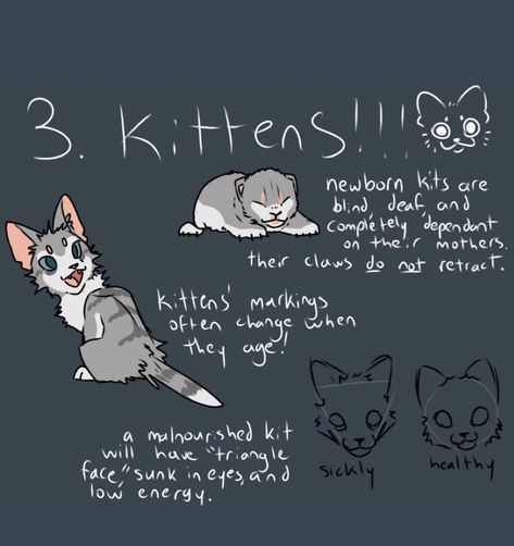 Cat Drawing Tutorial, Cat Anatomy, Warrior Cats Fan Art, Warrior Cat Drawings, Warrior Cat Oc, Cat Oc, Cat Reference, Cat Sketch, Warrior Cats Art