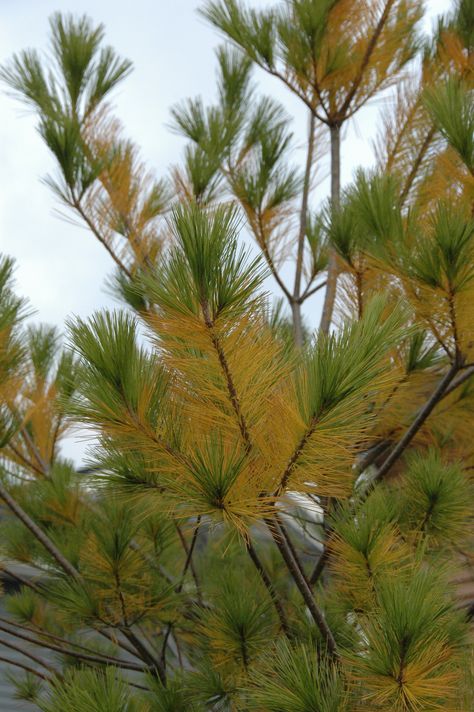 What's wrong with my pine tree?  As long as the tree is dropping older (interior) needles, it's probably normal needle shed. Spruce Tree, Whats Wrong, Pine Tree, A Call, Lawn Care, The Tree, Good News, Lawn, Shed