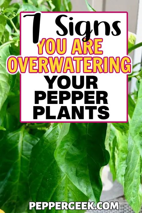 When it comes to growing peppers, overwatering is one of the biggest garden issues. Use our gardening tips to know exactly when to water your peppers, so you can prevent issues like blossom end rot and wilting leaves. Holes In Pepper Plant Leaves, Growing Green Peppers, Garden Peppers, Pepper Growing, Jalapeno Plant, Growing Hot Pepper, Grow Peppers, Bell Pepper Plant, Growing Bell Peppers