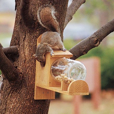 30 Outstanding One-Day Backyard Projects — The Family Handyman Diy Squirrel Feeder, Squirrel Feeder Diy, Plant Cages, Squirrel Feeders, Gallon Glass Jars, Squirrel Feeder, A Squirrel, Wooden Bird, Diy Garden Projects