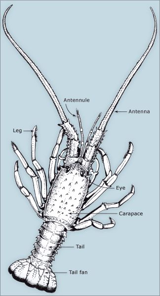 Ocean Lessons, Crustacean Core, Rock Lobster, Eldritch Horror, Fish Illustration, Arthropods, Crustaceans, Art Pop, Ocean Creatures