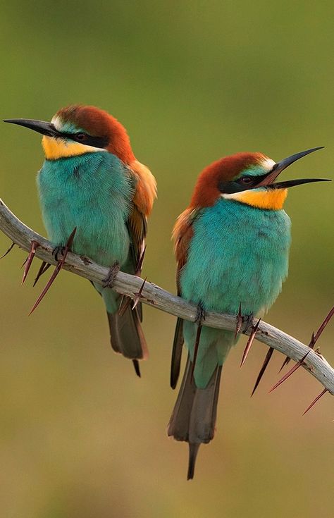 Bee Eater, Hummingbird Tattoo, Most Beautiful Birds, Japon Illustration, Australian Birds, Nature Birds, Colorful Animals, Bird Pictures, Tropical Birds