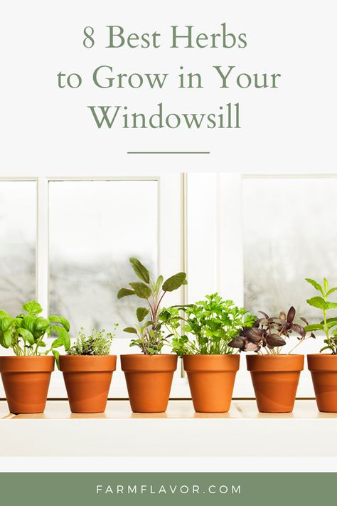 Window Box Herb Garden, Herbs To Grow Indoors, Grow Herbs Indoors, How To Grow Herbs, Garden Preparation, Best Herbs To Grow, Herbs To Grow, Growing Herbs Indoors, Grow Herbs