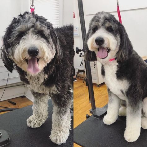 Best Types of Bernedoodle Haircuts 7 Bernedoodle Grooming Styles, Bernedoodle Black, Bernedoodle Haircut Styles, Bernedoodle Haircuts, Bernedoodle Haircut, Labradoodle Haircuts, Labradoodle Hair, Labradoodle Haircut, Husky Poodle