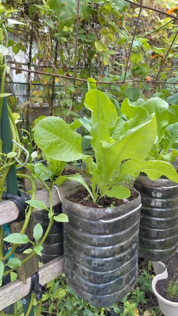 JudyBaoGarden on Instagram: "How to grow lettuce from seeds! 🥬 #gardening #homegrown #buttercrunch #lettuce" Dinner Recipes Vegetables, How To Grow Lettuce, Buttercrunch Lettuce, Gardens Vegetable, Vegetable Dinner, Lettuce Vegetable, Grow Lettuce, Vegetable Salads, Vegetable Salad Recipes