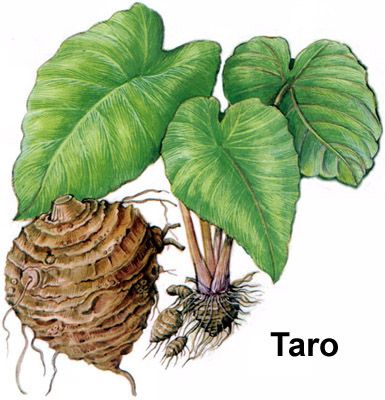 Taro Hawaii Plants, Taro Leaf, Colocasia Esculenta, Taro Plant, Taro Root, Pretty Leaves, Plant Names, Tropical Food, Herbs Garden