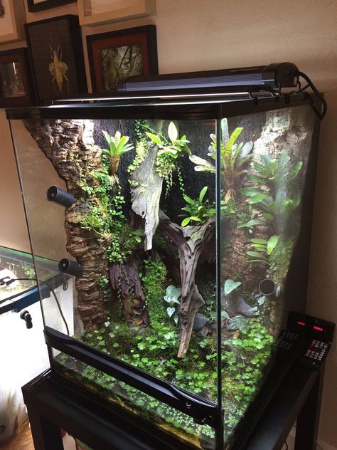 Dart Frog Terrarium, Crested Gecko Habitat, Tree Frog Terrarium, Dumpy Tree Frog, Gecko Vivarium, Dart Frog Vivarium, Bioactive Vivarium, Frog Habitat, Frog Terrarium