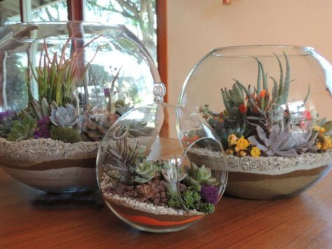 There are basically 2 things to remember about taking care of the succulents in your terrarium: light and water. You already know that... Succulents In Glass, Cactus Arrangement, Large Terrarium, Terrarium Centerpiece, Cactus Terrarium, Diy Succulent Terrarium, Succulent Bowls, Fish Bowls, Succulent Garden Indoor