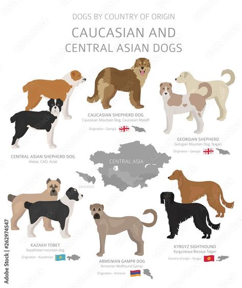 Caucasian & Central Asian Dogs ▪︎ Livestock Guardian Dogs: Kazakh Tobet, Armenian Gampr, Georgian Shepherd, Central Asian Shepherd, Caucasian Shepherd Dog ▪︎ Sighthound: Kyrgyz | stock.adobe.com Chinese Dog Breeds, Livestock Dog Breeds, Armenian Gampr Dog, Georgian Shepherd, Caucasian Dog, Australian Dog Breeds, Russian Dog Breeds, Irish Dog Breeds, Dog Breeding Kennels