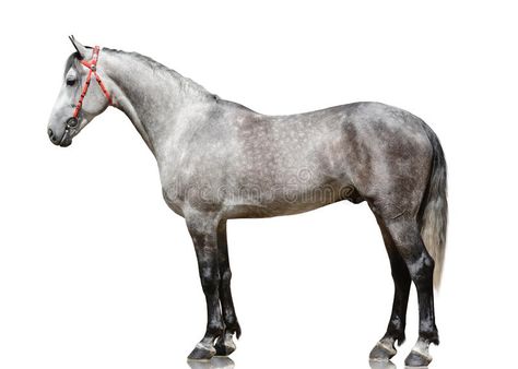 Photo about The gray stallion Orlov trotter breed stand isolated on white background. side view. Image of horse, gallop, conformation - 114529025 Horses Side View, Horse Frontal View, Animals Side View, Horse Side Profile, Horse Side View, Orlov Trotter, Dragon Inspiration, Black And White Photography Portraits, Horse Images