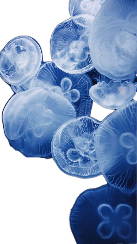 Jellyfish Collage, Jellyfish Png, Ocean Elements, Aesthetic Jellyfish, Blue Scrapbook, Photo Cutout, Blue Map, Blue Jellyfish, Png Aesthetic