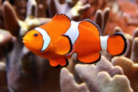 Bubble Tip Anemone, Fish Information, Brittle Star, All Fish, Marine Fish, Fish Sculpture, Clown Fish, Saltwater Aquarium, Animal Facts