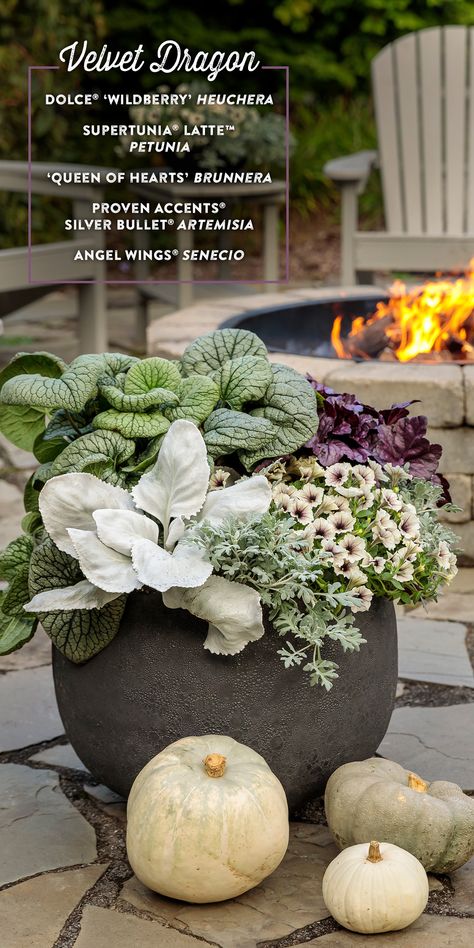 Large Container Planting Ideas Shade, Garden Pot Plant Ideas, Large Feature Pots In Front Garden, Fall Containers Planters Shade, Large Flower Pots Outdoor Porch, Heuchera In Containers, Fall Potted Plants Front Porches Shade, Fall Outdoor Container Arrangements, Heuchera In Pots