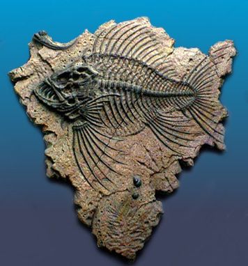 Fossil piraña Geology Museum, Ancient Fish, Fish Skeleton, Fossil Hunting, Fossil Bones, Rocks And Fossils, Fish Fossil, Geology Rocks, Extinct Animals