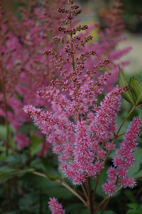 Astilbe Chinensis, False Spirea, Garden Border Edging, Alpine Garden, Shade Garden Plants, Dappled Light, Full Size Photo, Outdoor Pots, Herbaceous Perennials