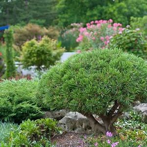 Mugo Pine Landscape, Japanese Waterfall, Idaho Landscape, France Garden, Mugo Pine, Pinus Mugo, Aesthetic Gardening, Garden Answer, Evergreen Garden