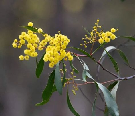 Botanical Reference, Wattle Flower, Golden Wattle, Australian Natives, Business Illustration, Illustration Print, Cottage Garden, The Forest, Flower Painting