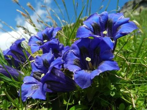 A Gentian or Autumn bellflower. mean of flower is “Love is Sadness” | by Siey🌸 | Medium Gentian Flower, When I Miss You, Flower Art Painting, Tattoo Inspo, Different Shapes, Flower Art, Art Painting, Plants, Flowers