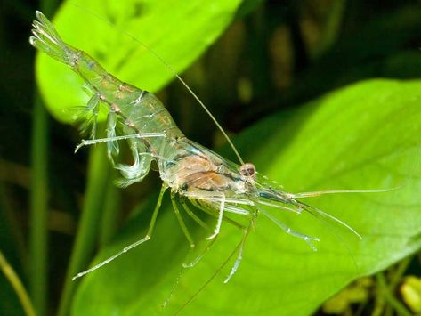 Seahorse Aquarium, Freshwater Shrimp, Ghost Shrimp, Aquarium Shrimp, Amazing Aquariums, Shrimp Tank, Tropical Aquarium, Betta Fish Tank, Freshwater Aquarium Fish