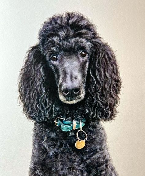 Black Standard Poodle, Black Poodle, Poodle Grooming, Black Curly, Poodle Mix, Standard Poodle, Dog Paintings, Black Dog, Dog Art