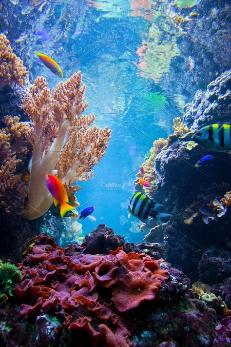 Underwater life Photos Underwater life. Coral reef, fish, colorful plants in ocean by Photocreo Michal Bednarek Coral Reef Photography, Coral Reef Art, Ocean Underwater, Underwater Scene, Underwater Animals, Beautiful Sea Creatures, Underwater Life, Ocean Wallpaper, Beautiful Fish