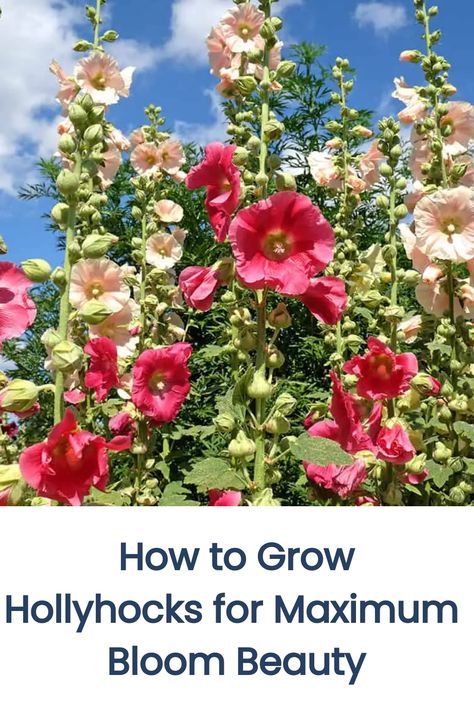 Hollyhocks are renowned for their majestic, colorful blooms that can elevate any garden. To maximize their flowering potential, certain growing practices are key. In this article, we’ll explore the best ways to cultivate hollyhocks, providing you with expert advice to ensure you get more gorgeous blooms and a breathtaking garden. Growing Hollyhocks, Background Plants, Flower Planting Guide, Spring Blooming Trees, Flower Planting, Hollyhocks Flowers, Flower Borders, Giant Sunflower, Planting Guide