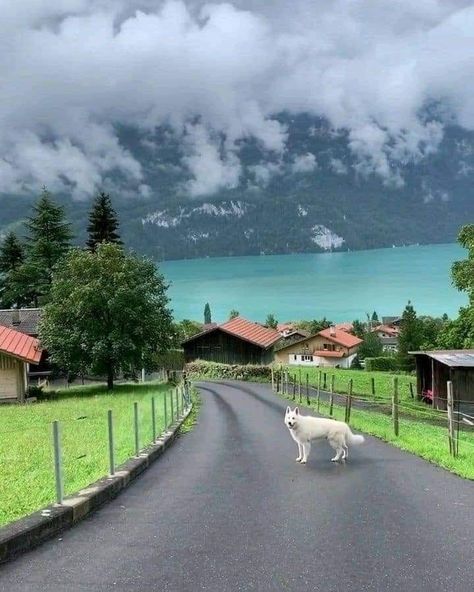 Switzerland aesthetic. Summer in Switzerland Switzerland Aesthetic wallpaper ideas. Switzerland. Lake Brienz Switzerland, Switzerland Travel Summer, Switzerland Travel Winter, Blausee Switzerland, Switzerland House, Switzerland Wallpaper, Switzerland Travel Itinerary, Brienz Switzerland, Switzerland Lake