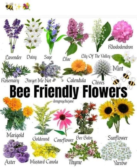 Small Pollinator Garden, Bee Friendly Flowers, Garden Companion Planting, Outdoor Herb Garden, Bee Friendly Garden, Native Flowers, Gardening Hacks, Bee Garden, Bee Friendly