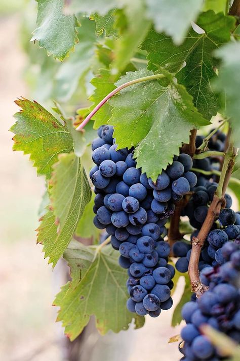 grapes, wine grapes, purple grapes, napa, wine, fruit, vine, vineyard, winery, cluster, harvest | Pikist Wine Tasting Notes, Wine Country Gift Baskets, Sonoma Wineries, Wine Bottle Carrier, Wine Subscription, Wine Preserver, Wine Sale, Expensive Wine, Wine Baskets