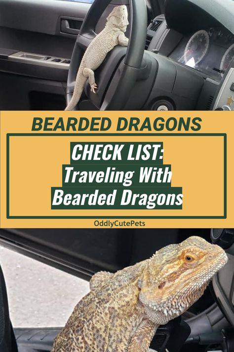 Traveling With A Bearded Dragon, Bearded Dragon Age Size Chart, Bearded Dragon Travel Cage, Diy Bearded Dragon Hammock, Bearded Dragon Enclosure Ideas Aesthetic, Beardie Enclosure, Reptile Enrichment, Bearded Dragon Enclosure Ideas, Bearded Dragon Tank Setup