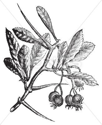 Hawthorn Drawing, Unicorn Tattoo, Engraved Illustration, Hawthorn Berry, Unicorn Tattoos, Engraving Illustration, Month Flowers, Drawing Images, Tattoo Idea