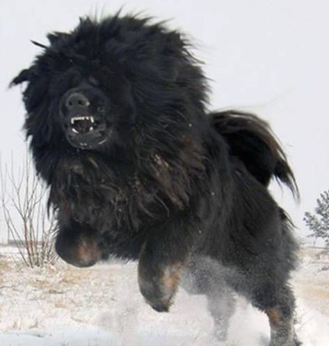 Tibetan Mastiff - Dog Breed Info, Pictures, Videos, FAQs, TM guard dog Russian Bear Dog, Tibetan Mastiff Dog, Mastiff Dog Breeds, Caucasian Shepherd Dog, Caucasian Shepherd, Mastiff Breeds, Giant Dog Breeds, Mastiff Puppies, Tibetan Mastiff