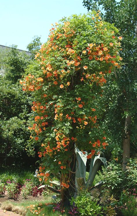 Campsis Radicans, Trumpet Creeper, Texas Plants, Trumpet Vine, Plant Photography, How To Attract Hummingbirds, Botanical Beauty, Front Garden, Creepers