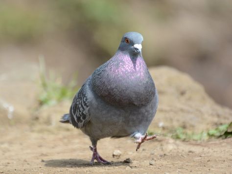 Pigeon Photography, Crested Pigeon, Feral Pigeon, Pet Pigeon, Cute Pigeon, Pigeon Pictures, Pigeon Loft, Wood Pigeon, Dove Pigeon