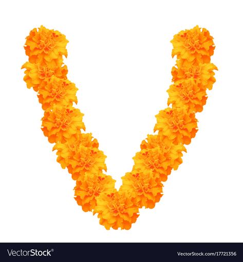 Marigold Garland Illustration, Garland Illustration, Photo Garland, Baby Photo Frames, Background Flowers, Day Of Dead, Mexican Holiday, Indian Flowers, Studio Background Images