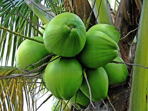 Coconut Water Benefits, Berbuka Puasa, Air Kelapa, Coconut Palm Tree, Coconut Health Benefits, Benefits Of Coconut Oil, Natural Drinks, Coconut Palm, Tree Seeds