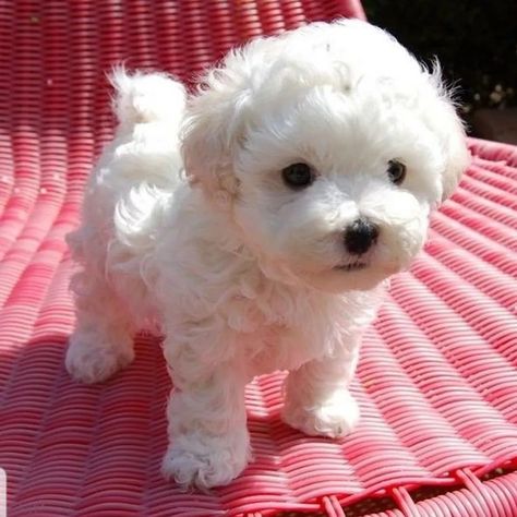 Maltipoo Haircut Styles, Maltese Dogs Haircuts, Maltese Haircut, Bolognese Dog, Puppy Maltese, Bichon Frise Puppy, Maltipoo Puppy, Bichon Frise Dogs