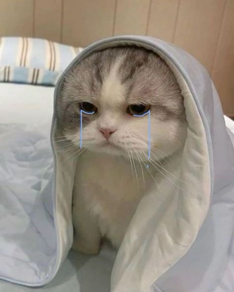 Cute Pfp Animals, Leen Core, Funny Sleep Memes, Cat Confused, Aesthetic Cat Pfp, Cat Emotions, Sleep Memes, Cute Cat Pfp, Cutie Cat-chan