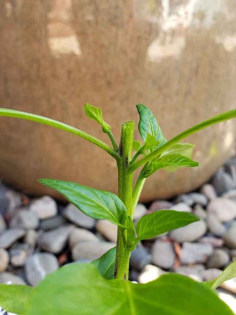 Topping Pepper Plants and Pinching Flowers for Better Harvests ~ Homestead and Chill Shishito Pepper Recipe, Shishito Pepper, Homemade Chili Powder, Bell Pepper Plant, Pepper Plant, Get Taller, Plant Seedlings, Pepper Plants, Homemade Chili